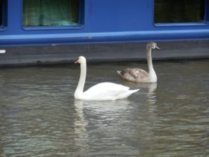Swans in the Seine