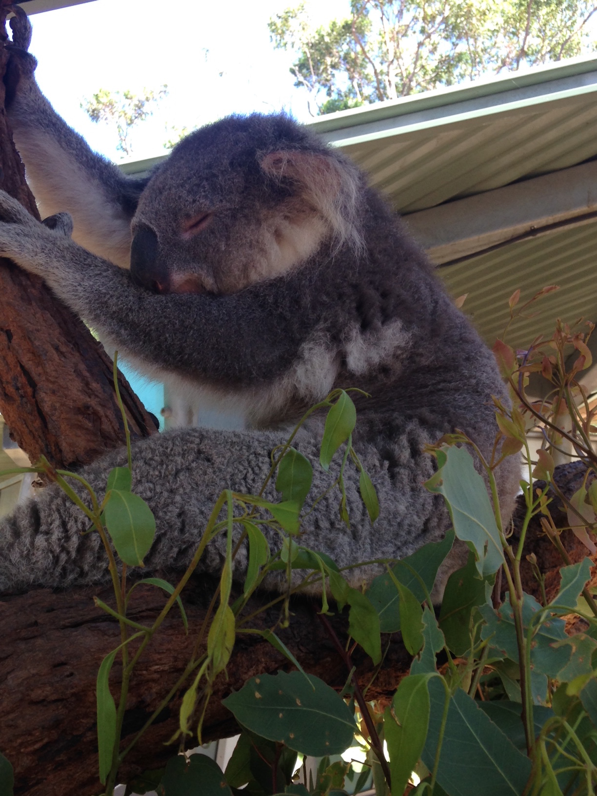 Taronga Zoo Koala Experience
