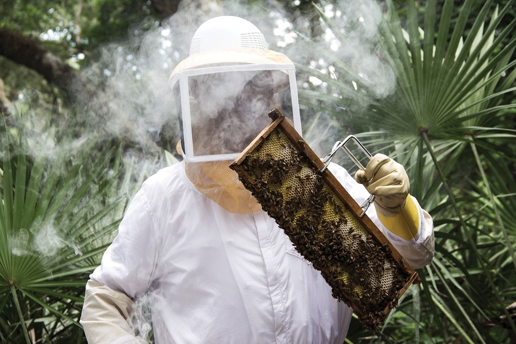 Tending the beehive at The Sprouting Project