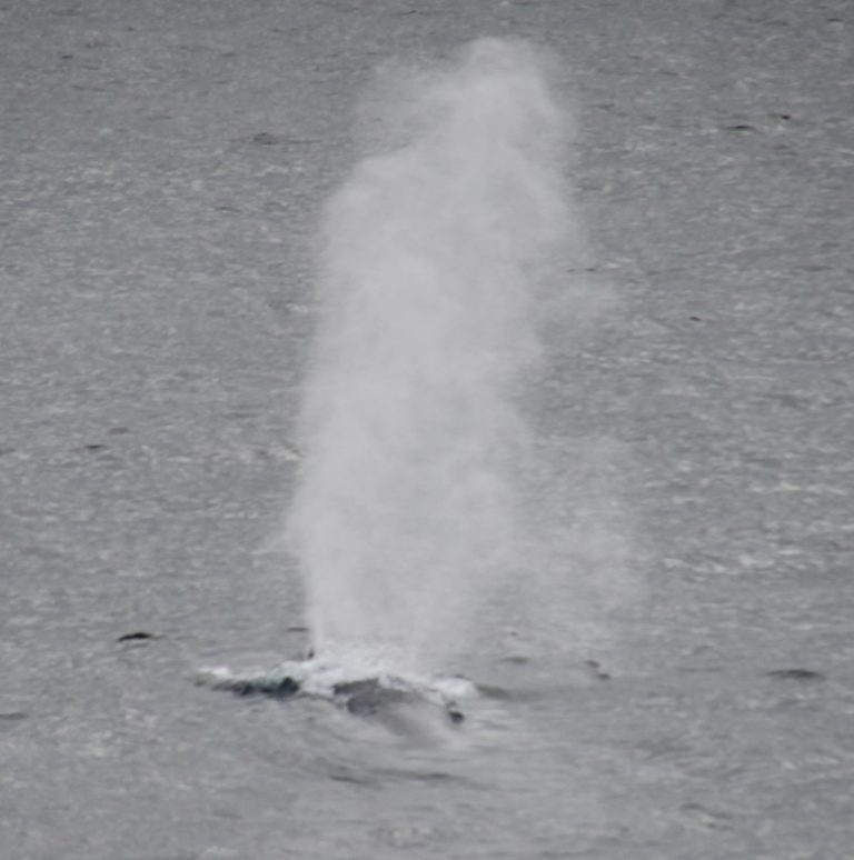 Spotting all kinds of wildlife in the waters and ice around Svalbard