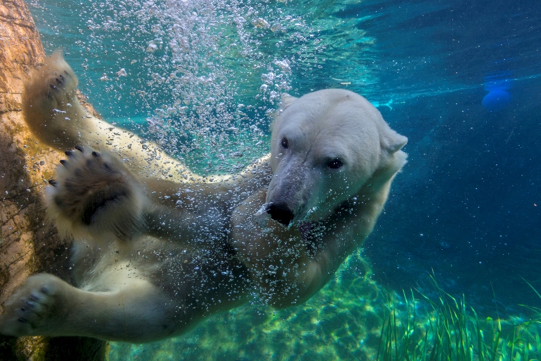 The Polar Bear Plunge