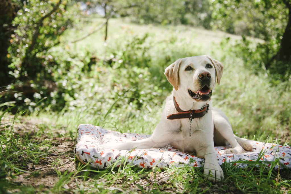 The Scout & About Outdoor Chill Pad