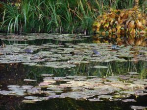 The lily pads that so inspred Claude Monet