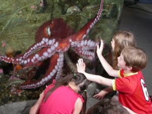 The octopus exhibit at the Seattle Aquarium