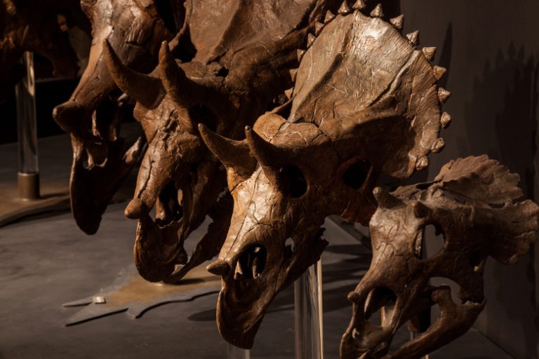 Five places for your kids to get up close and personal with dinosaurs