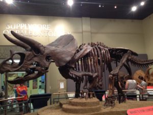 Triceratops on display in Rockford IL