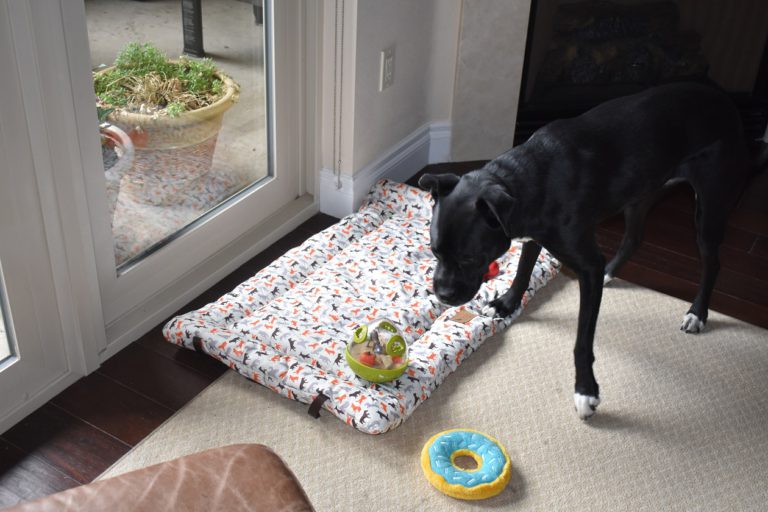 Cool gear for the well-traveled doggie