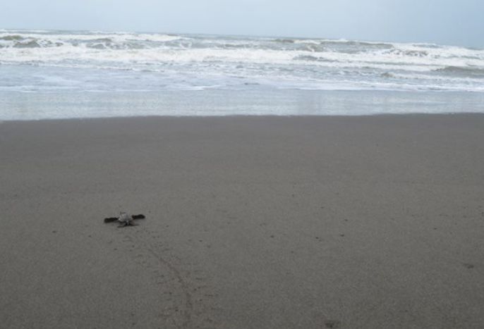 Turtle hatchling makes its way to the sea