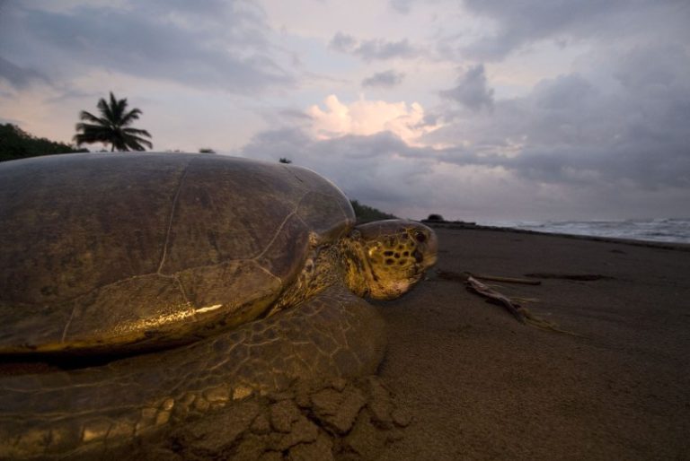 WATCHING SEA TURTLES NEST
