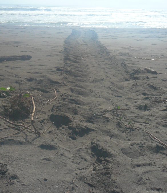 An amazing journey to see the sea turtles lay their eggs