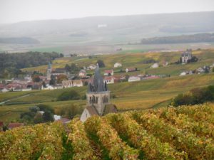 Vineyards in the Champagne region of France