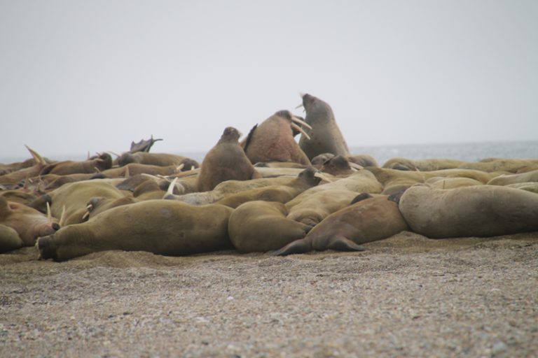The Arctic Desert holds many surprises — including Walruses