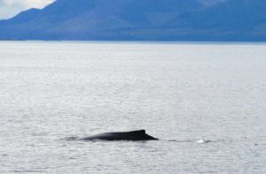 We spot dozens of Humpback Whales like this one on the Inside Passage