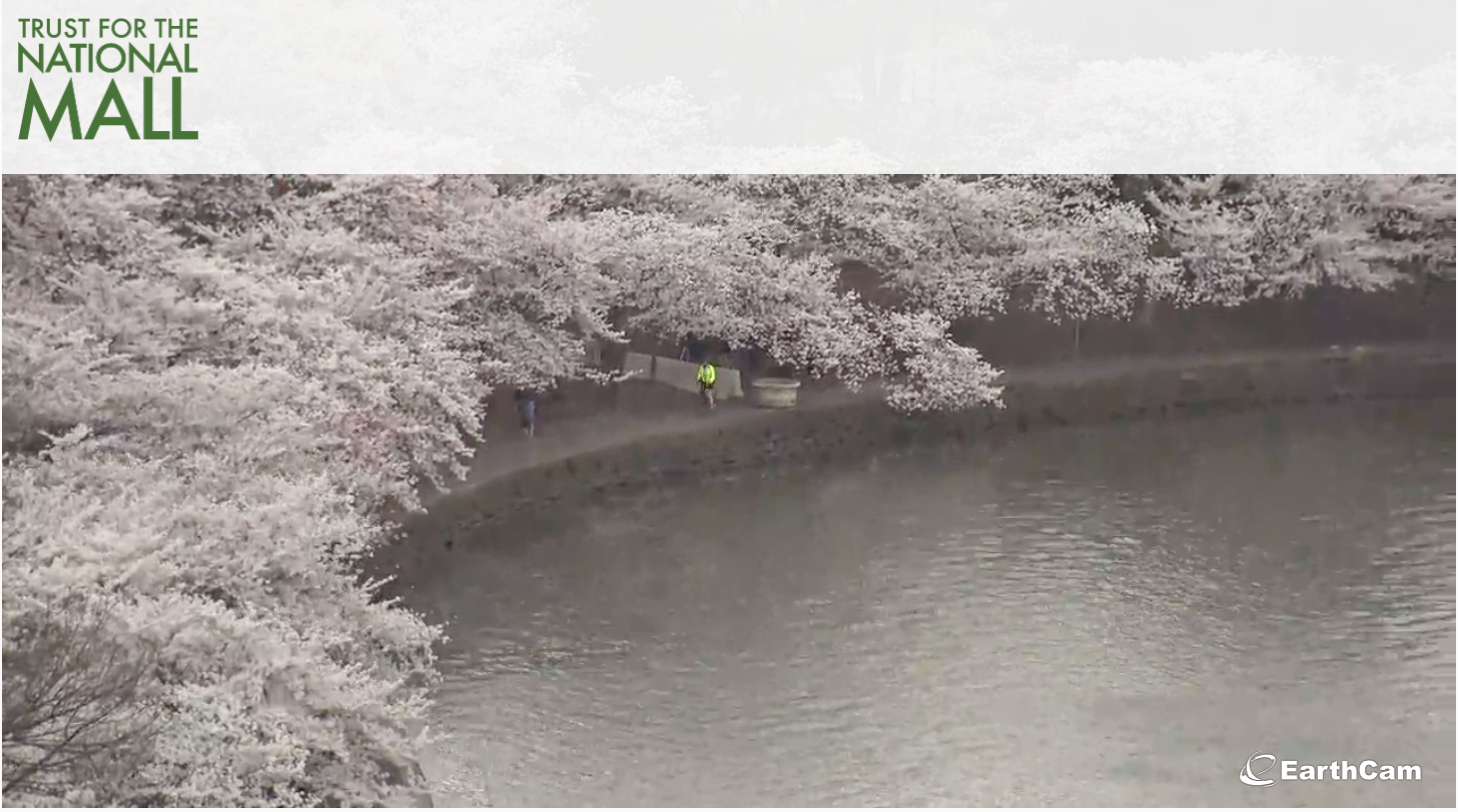 Washingon DC cherry blossoms (virtually)