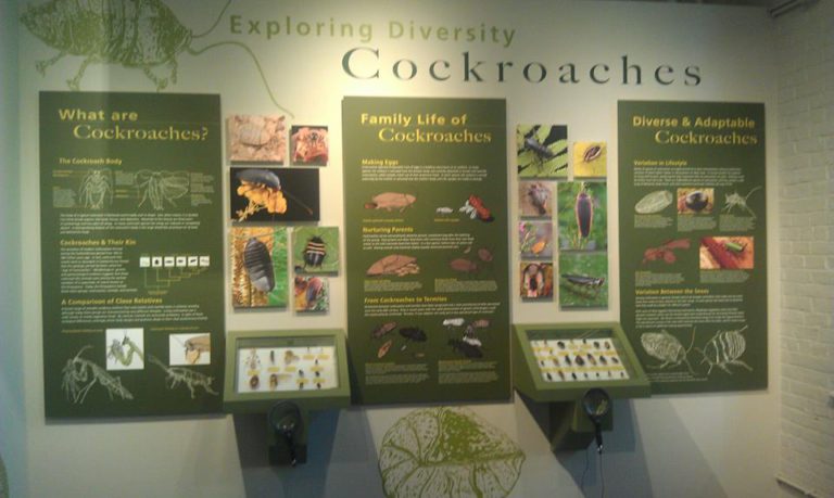 A fun-filled day at the Harvard museum in Cambridge, MA