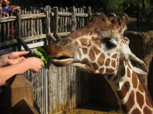 Feeding a giraffe at Dallas Zoo
