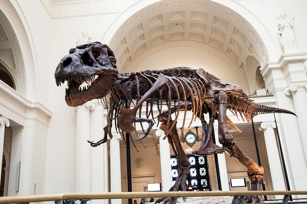 Sue the T-Rex at the Field Museum.