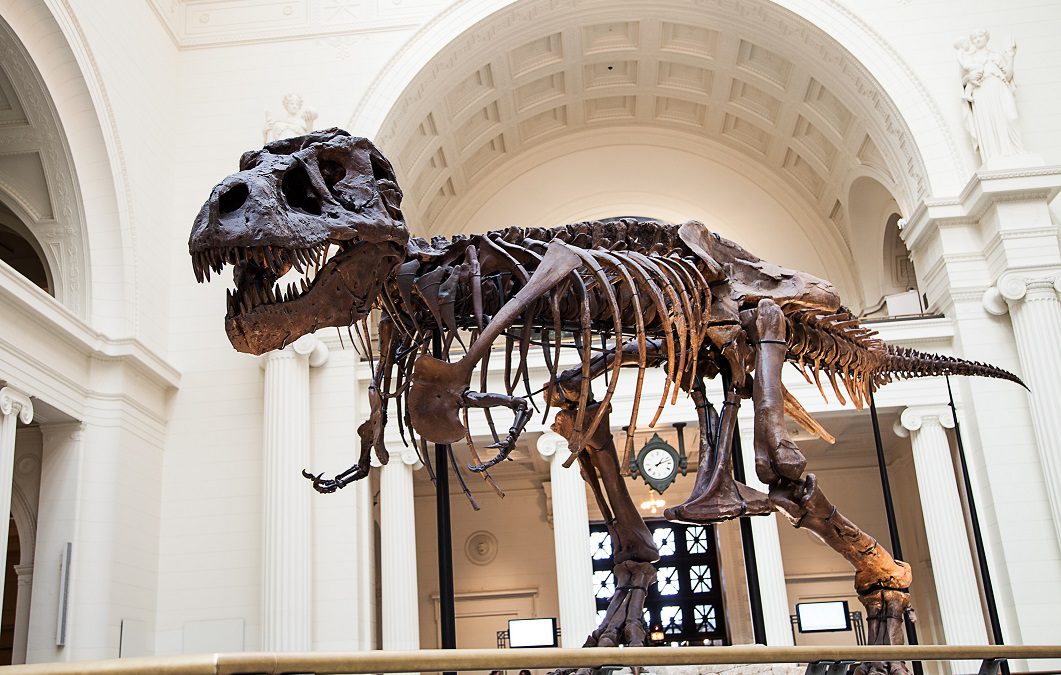 Sue the T-Rex at the Field Museum.
