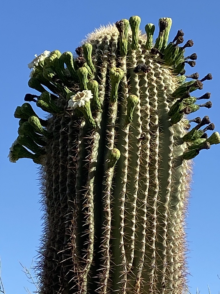 Sugaro cactus flowering - seen on Sonoran Desert hike.