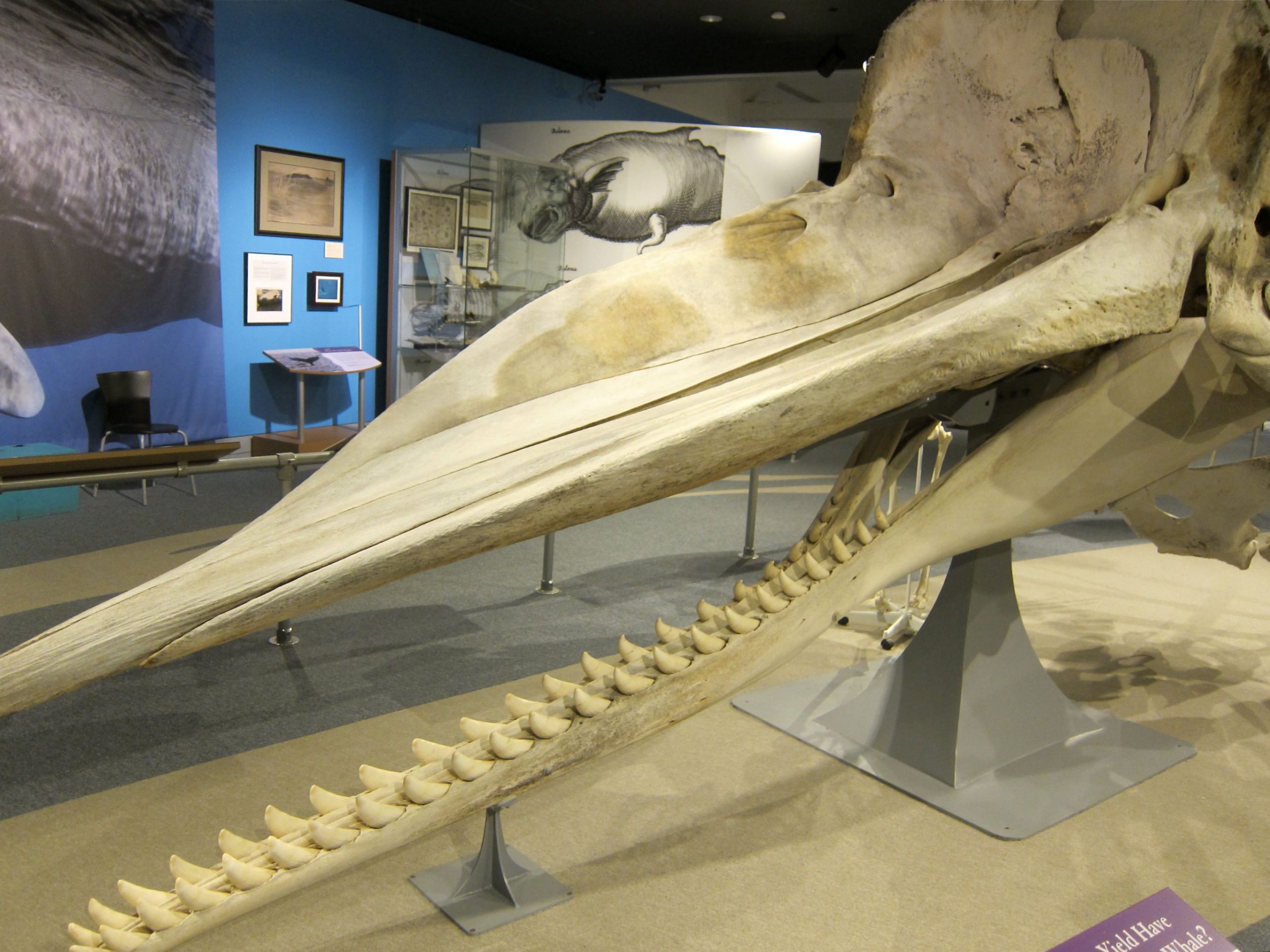 Whale skull on display in New Bedford