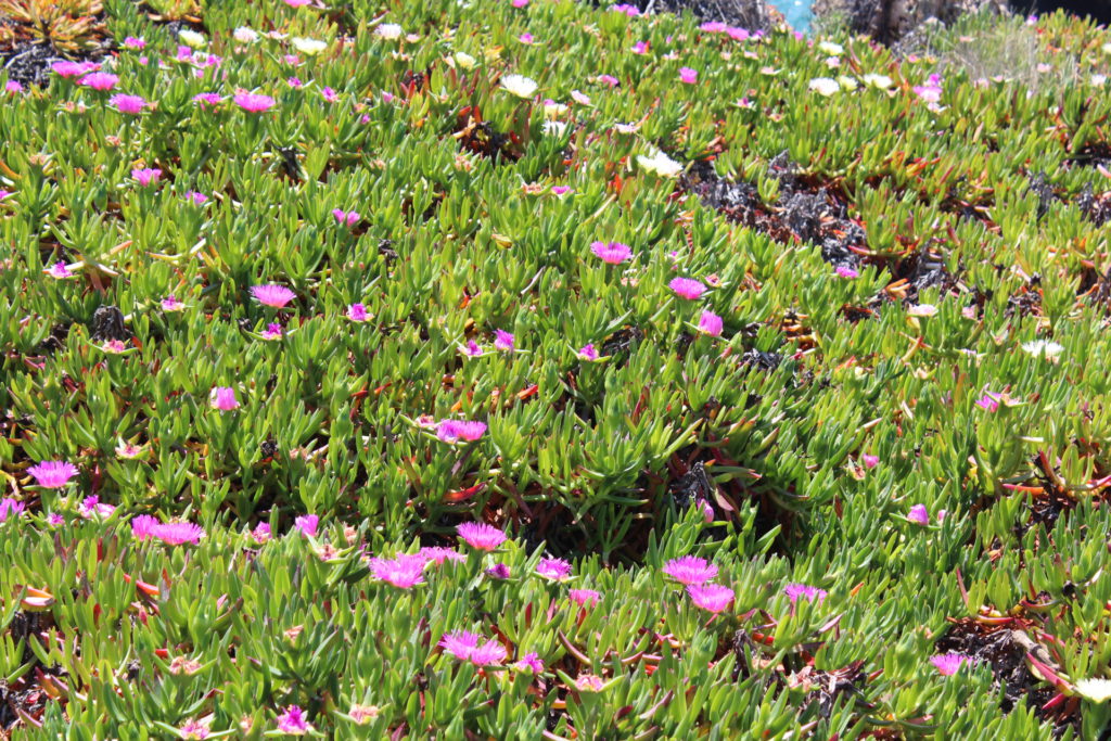 Colorful succulents add to the romance of the Park and Palace of Pena