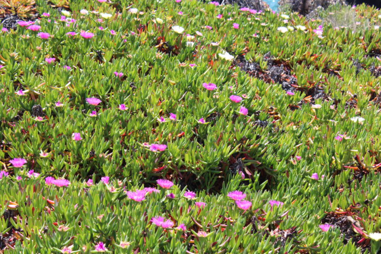 In Portugal: the Park and Palace of Pena is a story of romance and sorrow