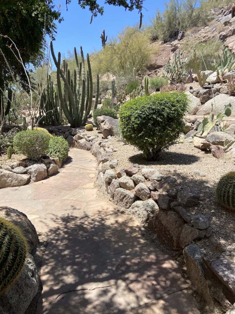 Part of the Cactus Garden at the Phoenician Scottsdale