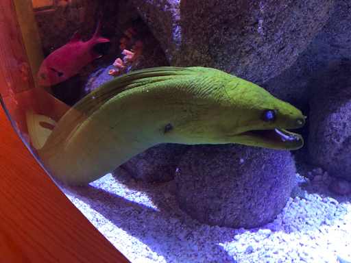 A California moray eel comes out to greet us
