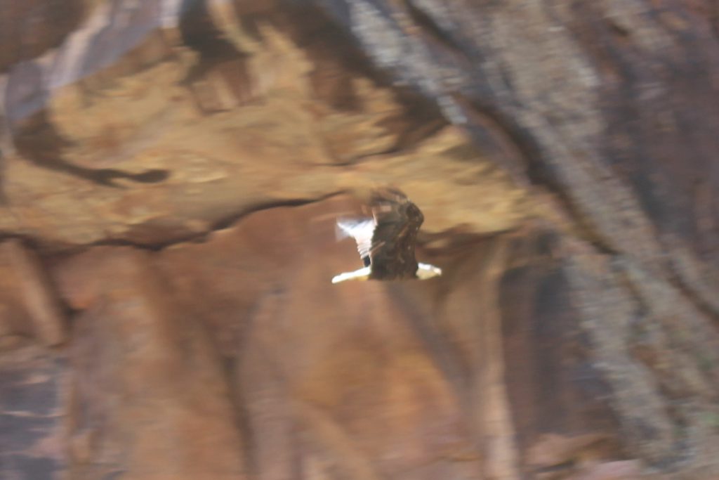 A beautiful bald eagle treated us to a long flight around the Yampa Canyon Walls one afternoon