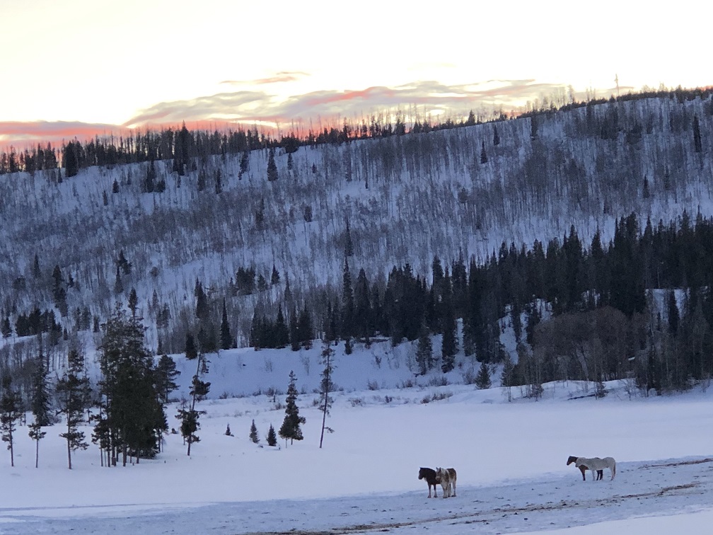 A few of the 105-herd of quarter horses in the gloaming at Vista Verde Ranch