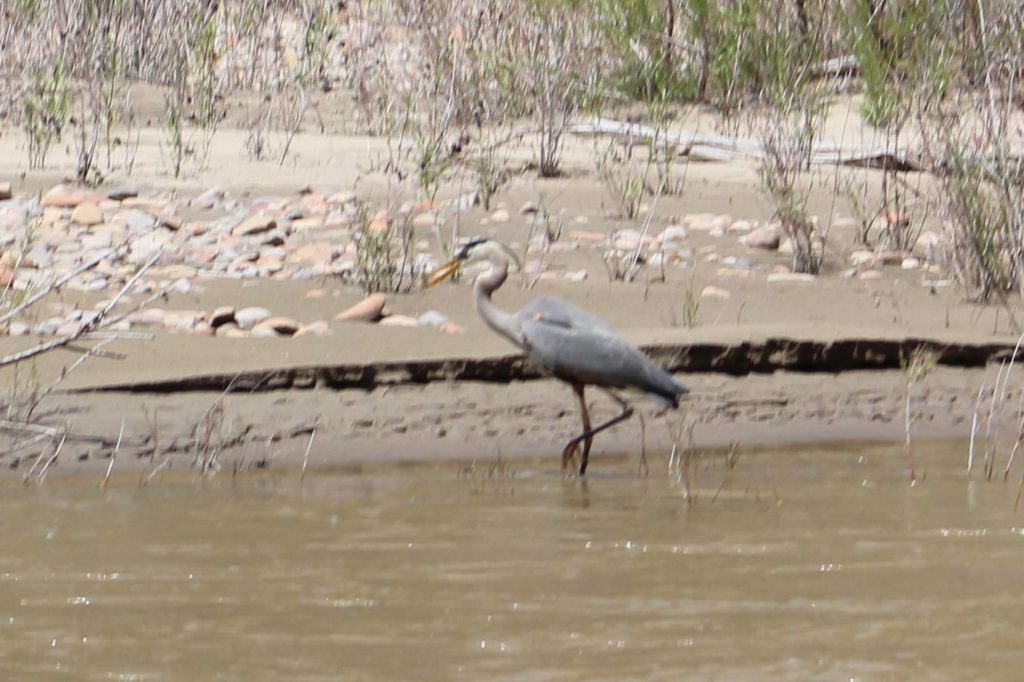 A great blue heron (common on the Yampa) just caught and ate a small fish