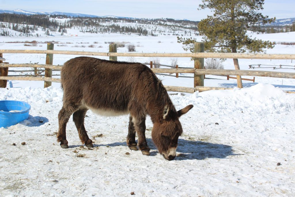 A miniature donkey at Devil's Thumb Ranch