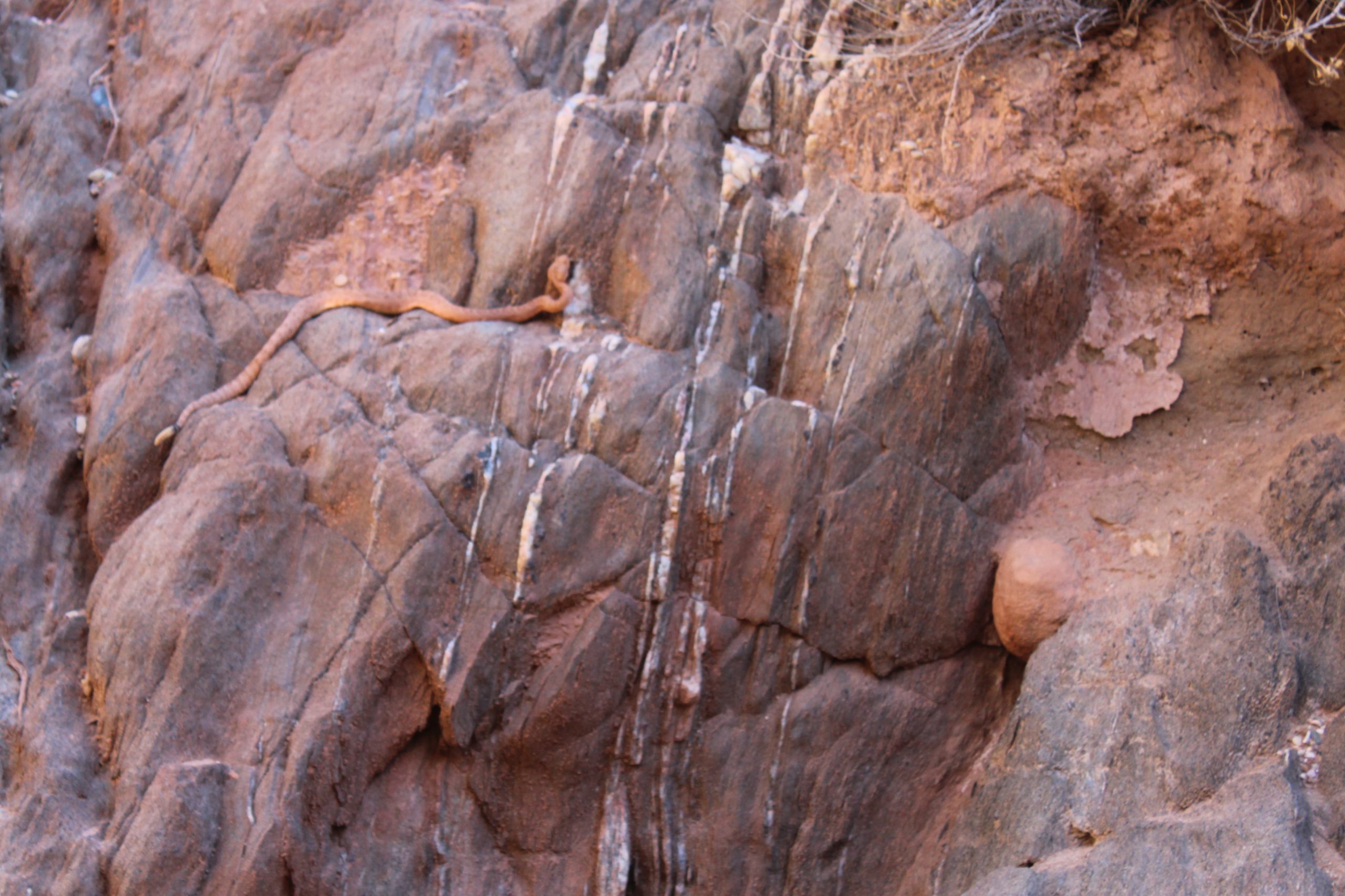 A rattlesnake sighting on the hike to Clear Creek Falls