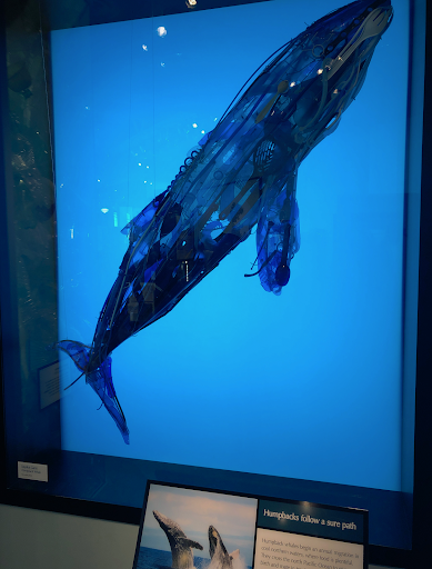 A whale built from plastic found in the ocean and on beaches. One of many sculptures in this art installation