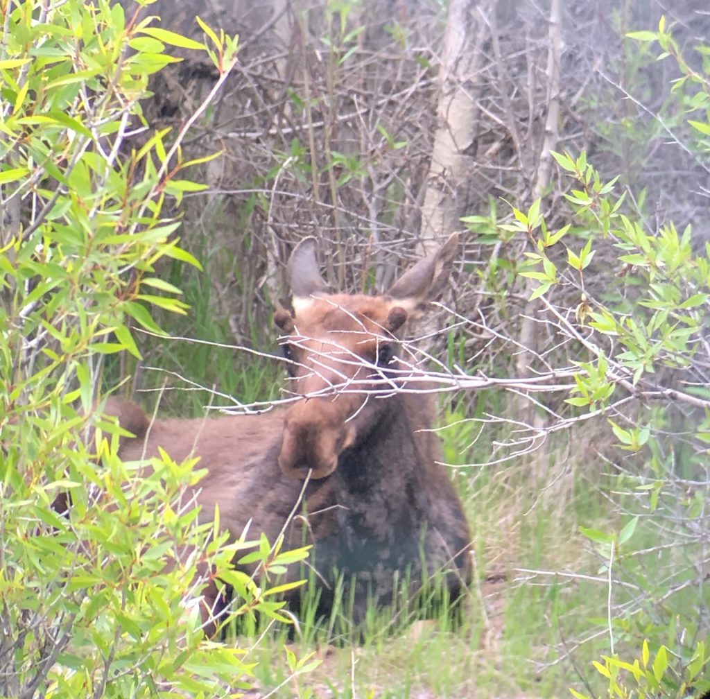 A yearling moose resting near the Gros Ventre River in Grand Teton National Park