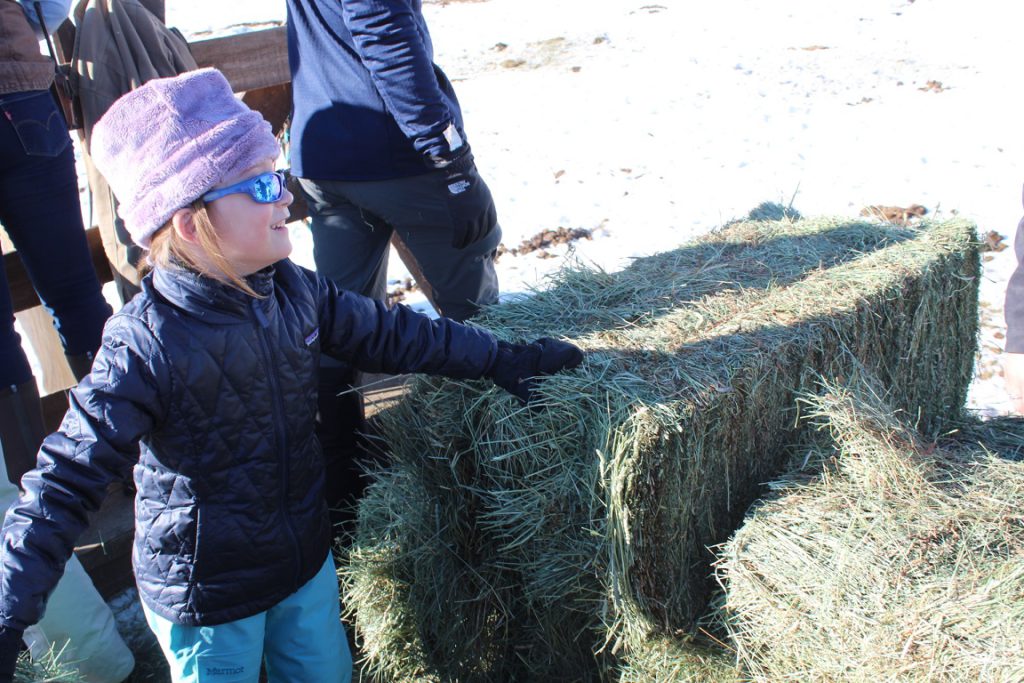 Adelyn Field tossing hay to the quarter horse herd from back of a horse-drawn wagon at feeding time - Vista Verde Ranch