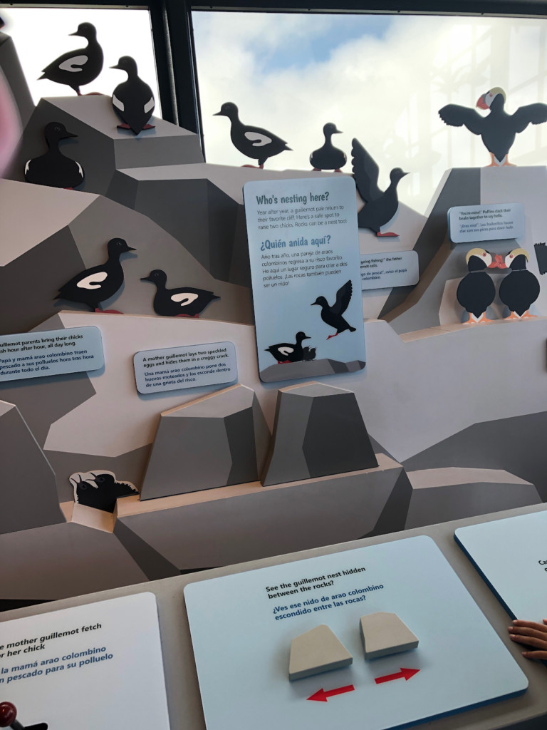 An interactive and child friendly exhibit where visitors can turn knobs levers to learn more about shorebirds