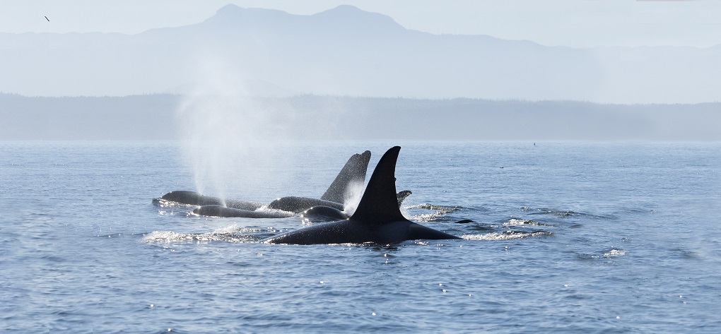 Backs & fins of Orca whales, San Juan Islands