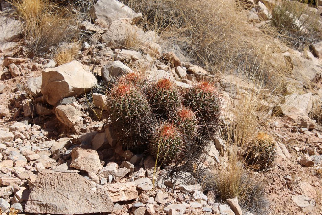 Barrel cacti are common throughout the Grand Canyon