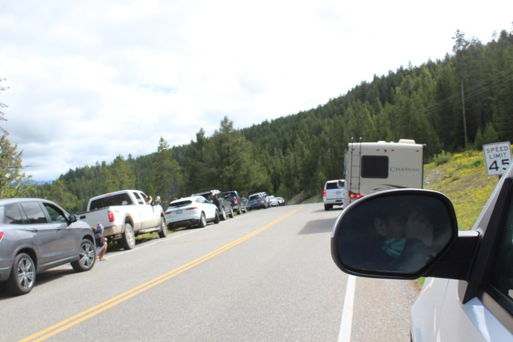 Bear Jam in Grand Teton National Park