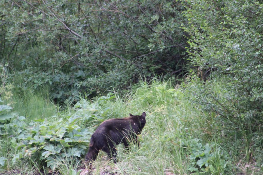 Bear sighting on ACES birding tour in Aspen