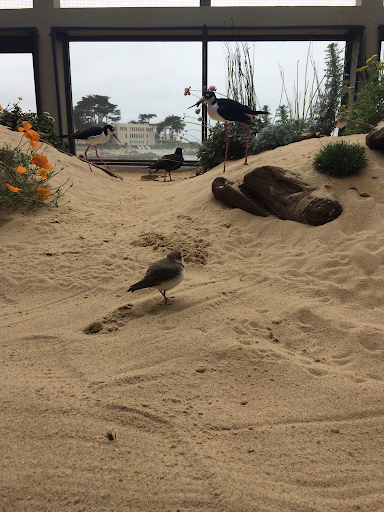 Black necked stilts and snowy plovers walk around the aviary, one of my personal favorite areas