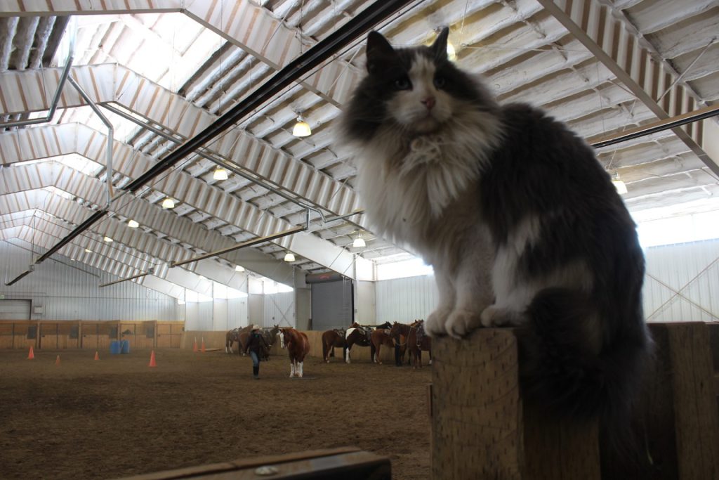 Blu is king or queen of the barn cats at Vista Verde Ranch