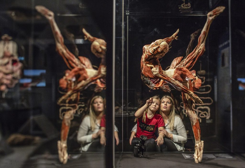 Body Worlds & the Cycle of Life, Museum of Science, Boston