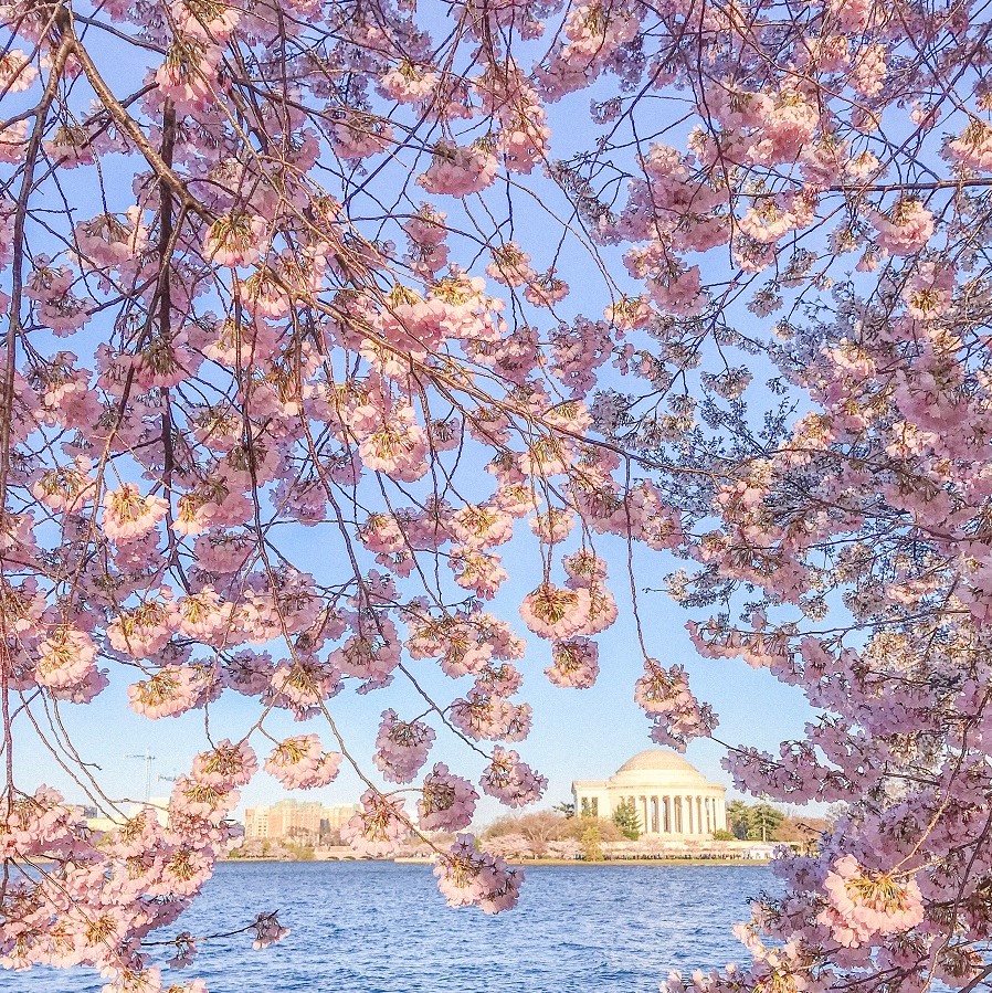 Cherry Blossoms in Washington, D.C. (Courtesy of Washington.org)