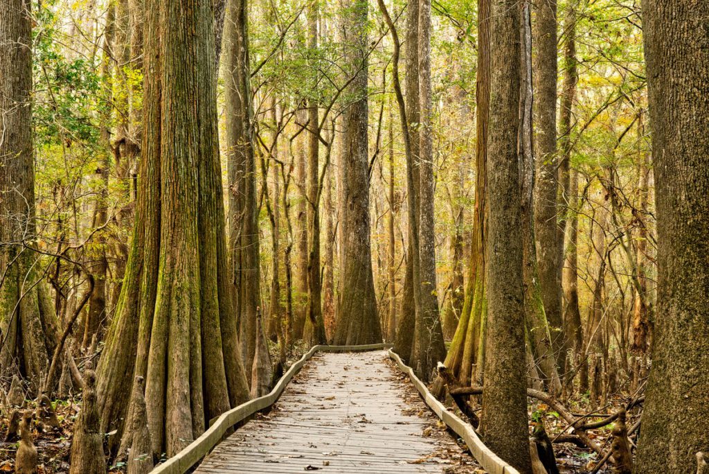 Congaree National Park