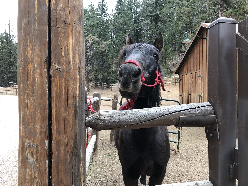 Cricket - one of the friendly horses at The Ranch at Emerald Valley