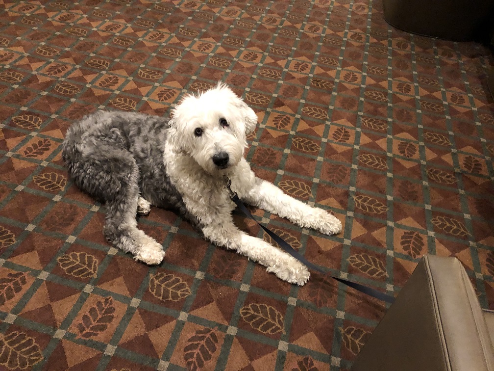 Doggo making himself at home in pet friendly Westin Riverfront in Avon Co