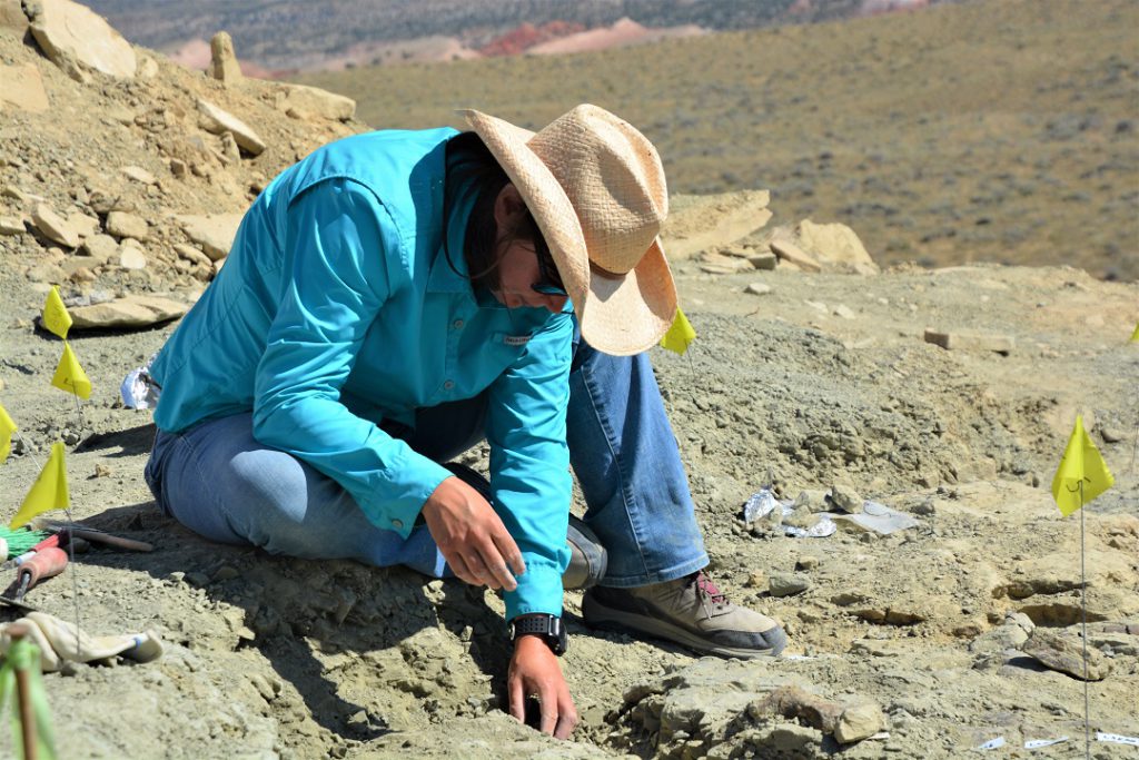 Dr Victoria Edgerton at work digging for fossils in Wyoming this summer