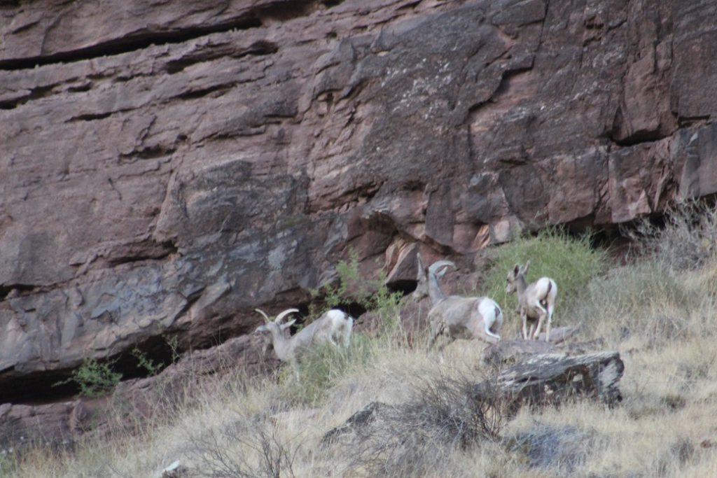 Family of Big Horn Sheep sighted at our campsite